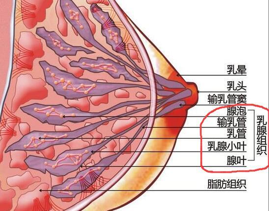 做乳房下垂矫正手术会对人体有什么危害吗?