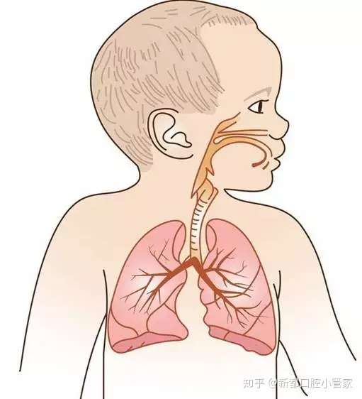 图中浅粉色部位为两条呼吸道:上呼吸道和下呼吸道