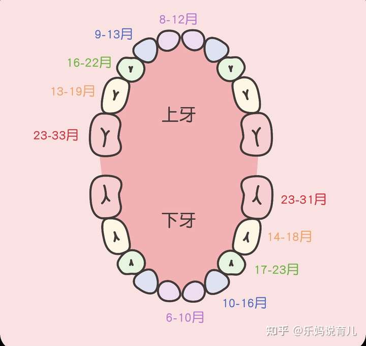 乳牙萌出顺序