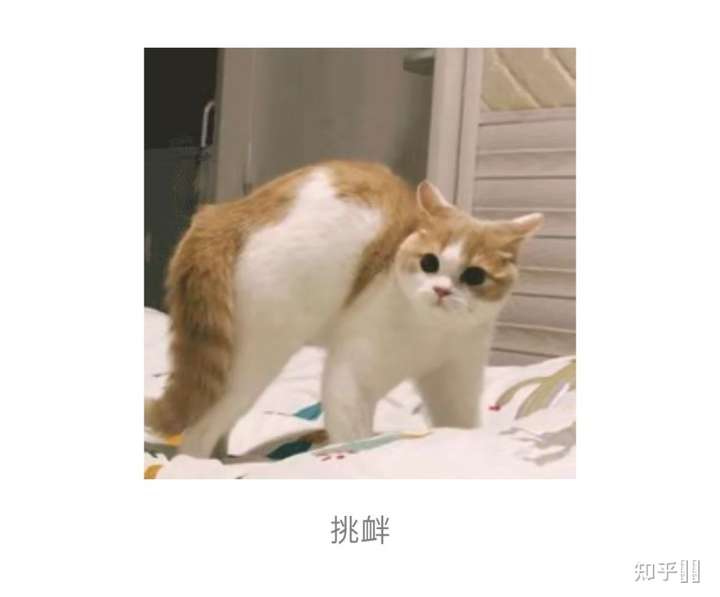 猫咪弓背的下一