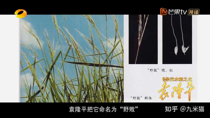 请问市面上的杂交水稻都是那颗"野败"的子孙吗?