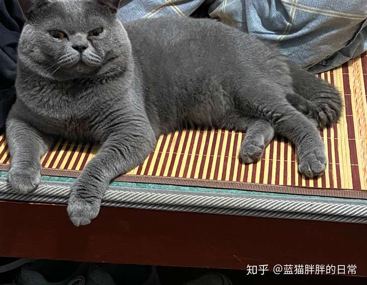 我买猫的猫舍说一岁半以后再做不影响发腮所以公猫到底多大绝育合适啊