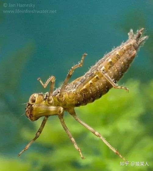 但是并不是所有的蜻蜓幼虫和成虫都