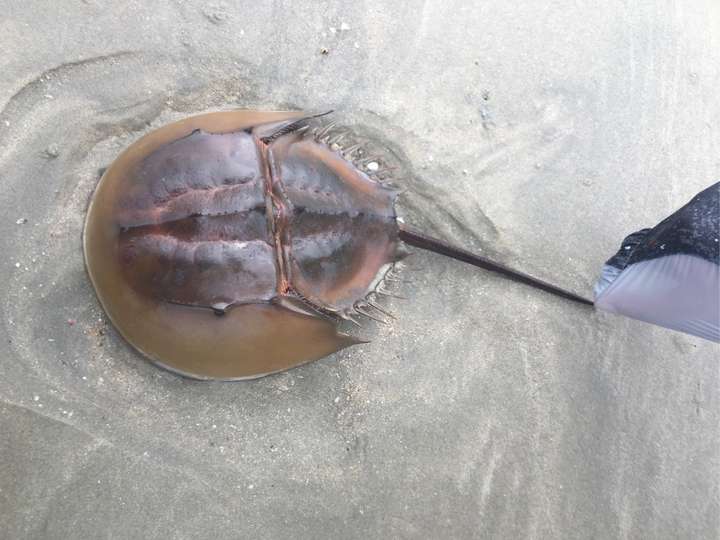 有哪些看起来不像地球生物,但又确实生在地球的动物?