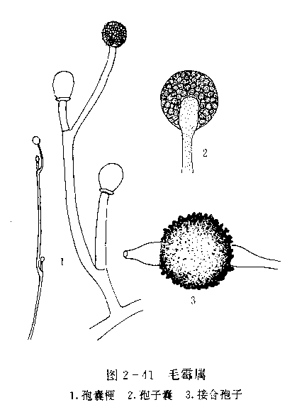 毛霉是不是单细胞生物?