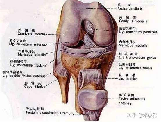 它是镶嵌于膝关节股骨髁与胫骨平台之间的一块纤维软骨.