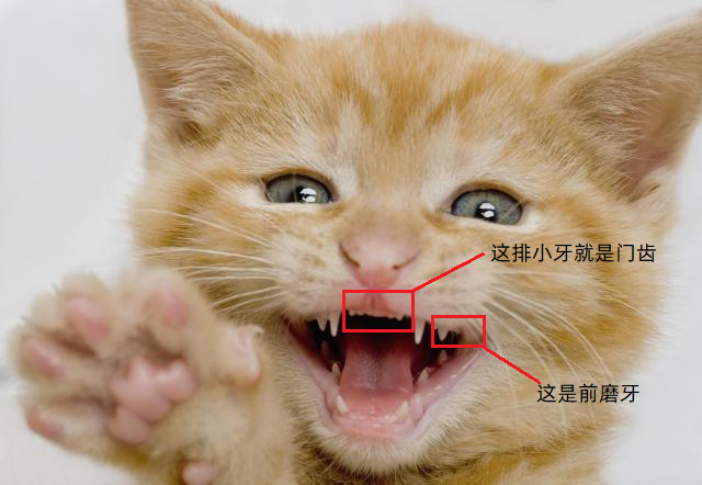 这张是6周左右的小猫咪