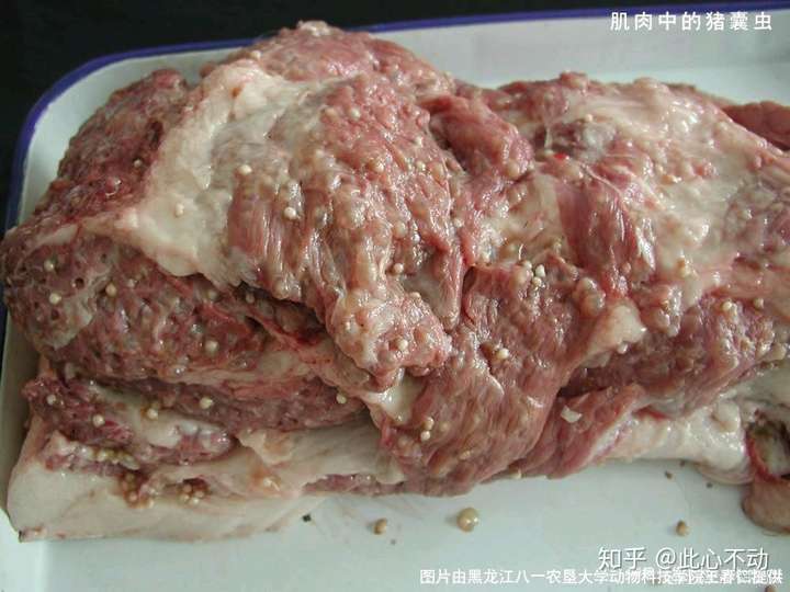 米猪肉一般不鲜亮,肥肉瘦肉及五脏,器官上都有或多或少米粒状的囊包.