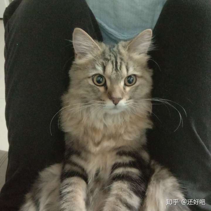 有没有人可以帮我看看我家猫是长毛狸花猫还是有缅因基因呀?
