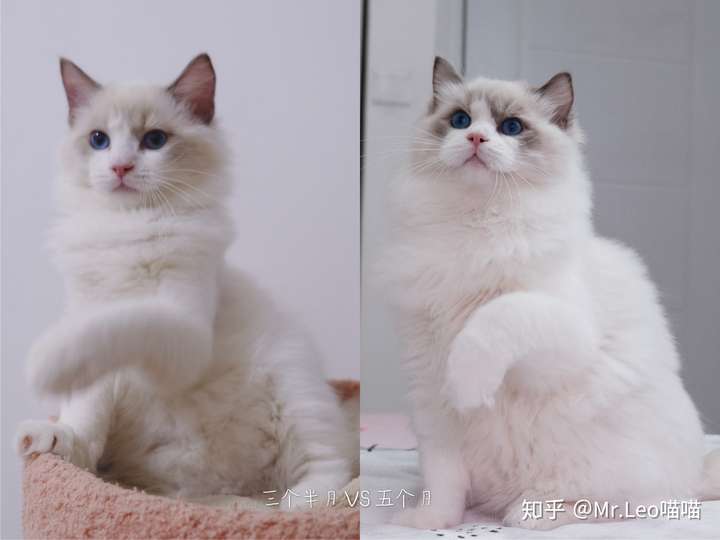 我这个布偶猫两个多月是传统系吗13000买来的品相如何