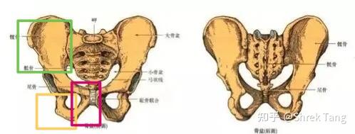 右髋骨和右股骨是一个位置吗?