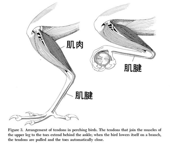 一只小鸟从窝里掉到了地上大鸟怎么把小鸟放回鸟窝