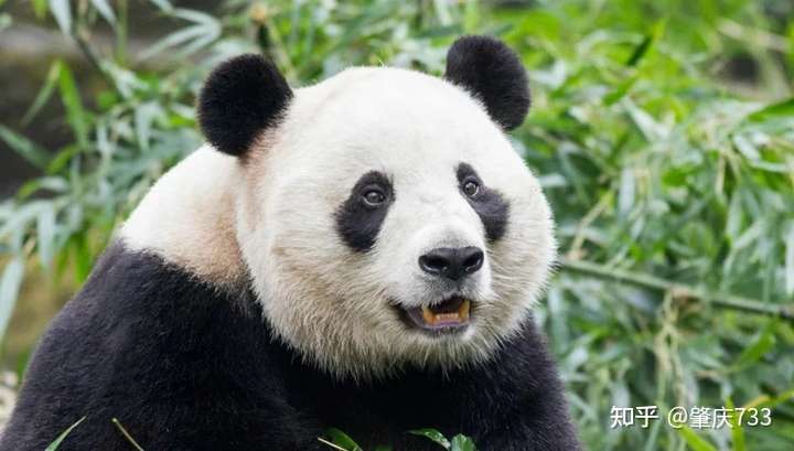 什么天敌不天敌的了,被国家保护得好好的,野生大熊猫根本就不存在的