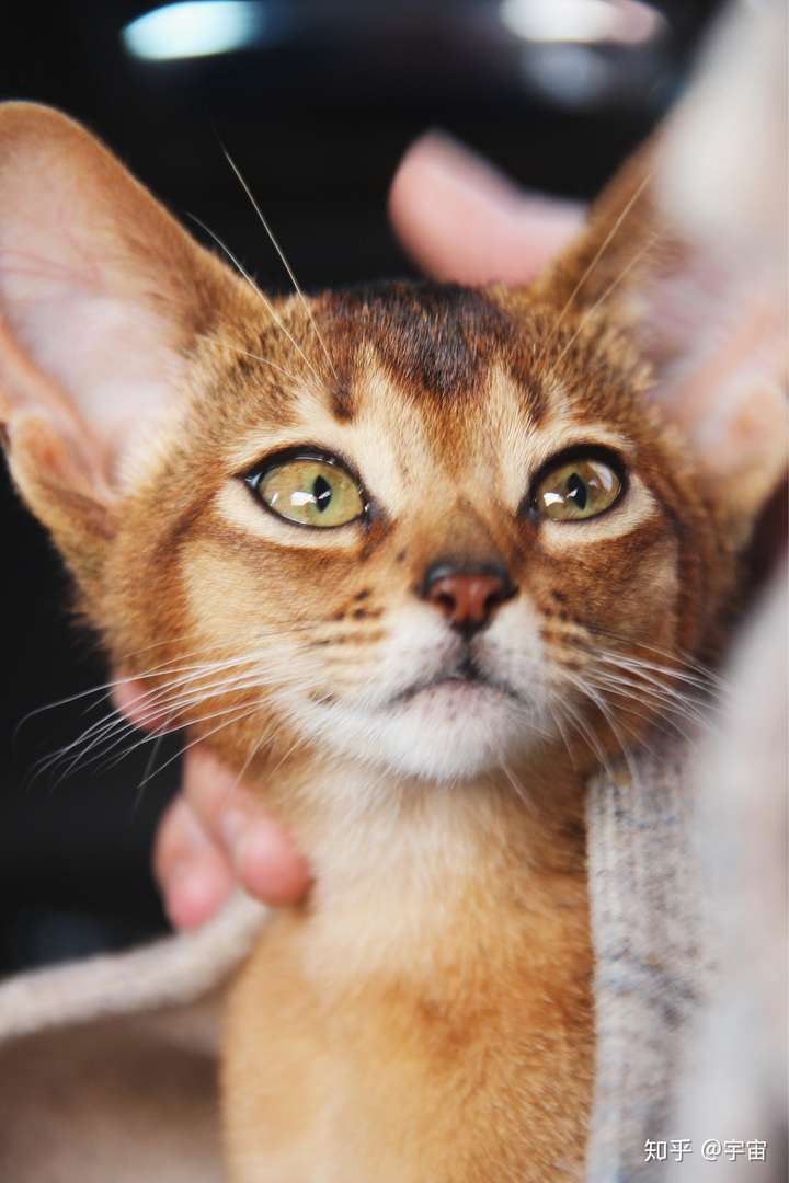 普通宠物级阿比西尼亚猫多少钱