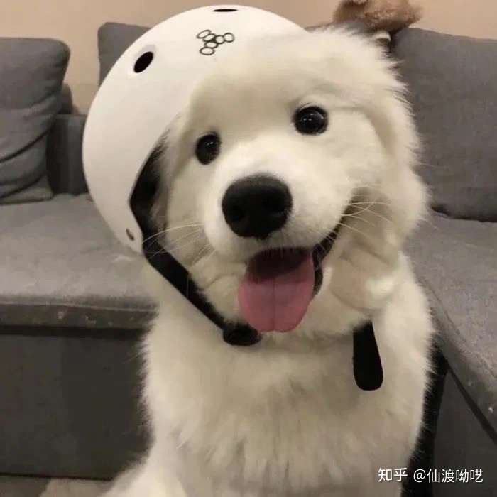 有什么好看的小动物头像?