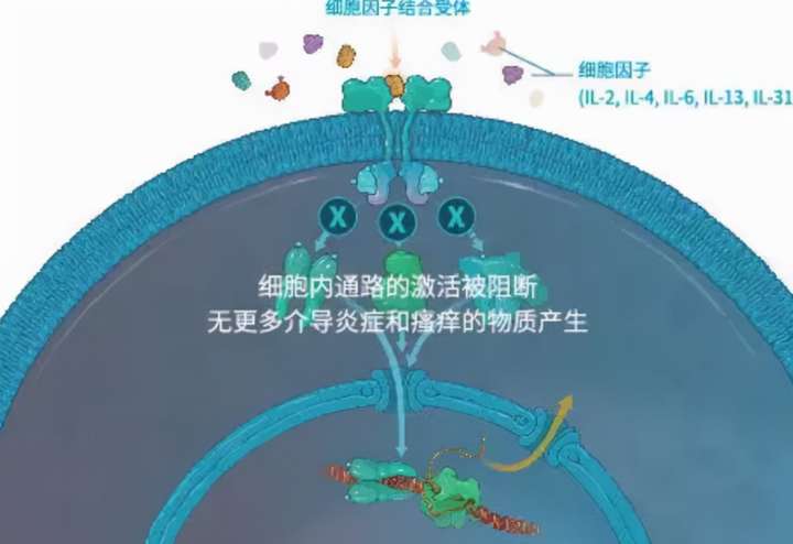 一种安全的靶向药物,定向阻断引起瘙痒刺激和炎症的细胞因子通路,从