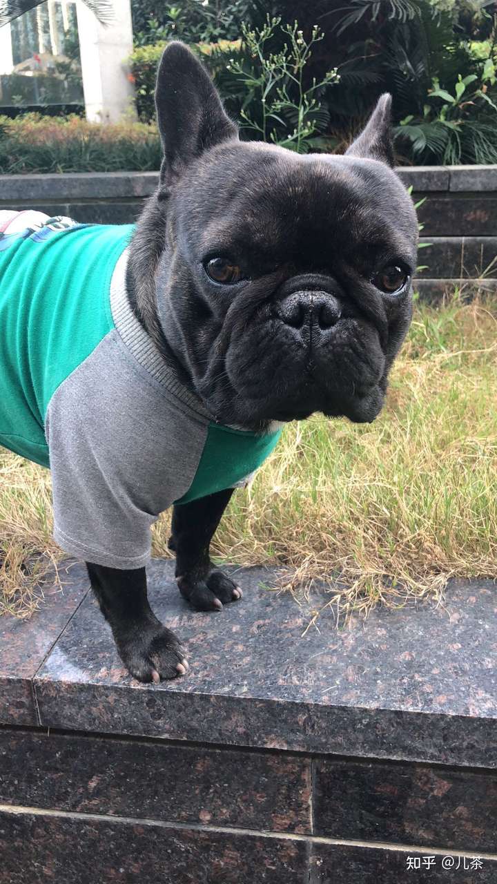 一只法国斗牛犬从小到大的变化会有多大?