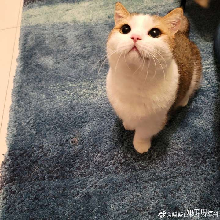 我很喜欢kb 很喜欢帮帮和白粿 喜欢与否全看个人 只是我认为他身上有