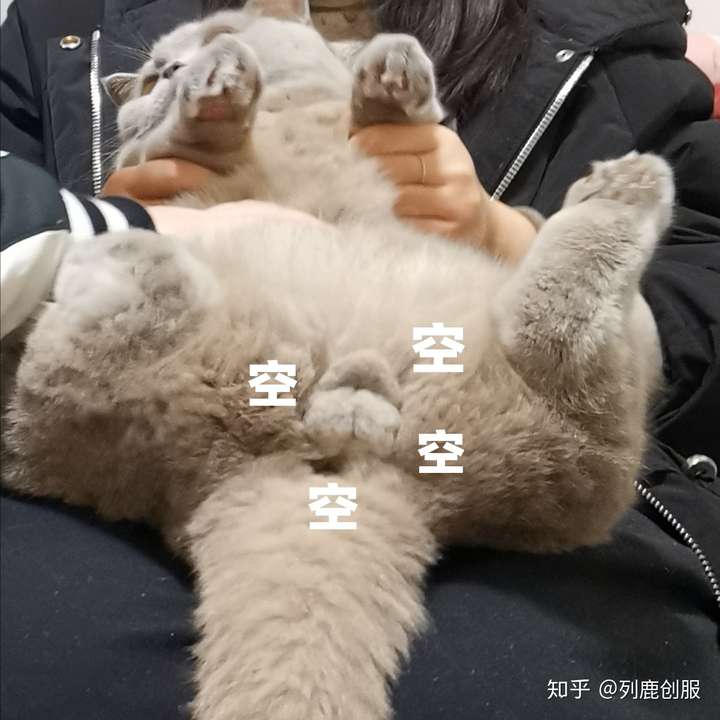 戳完猫蛋蛋是什么感觉?猫又是什么感觉?