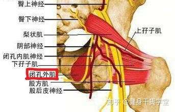 干货每天分享一块肌肉闭孔外肌