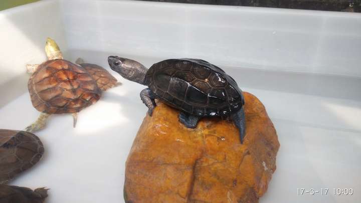 帮我看看这个乌龟的尾巴是怎么了!