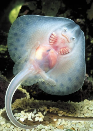 为什么七鳃鳗的鳃来自内胚层而其余脊椎动物的鳃来自外胚层