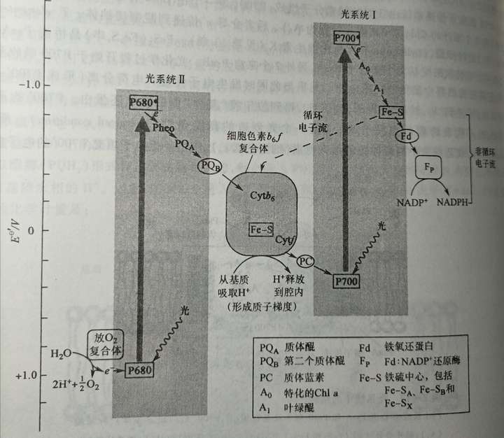 真核光合电子传递的z图式