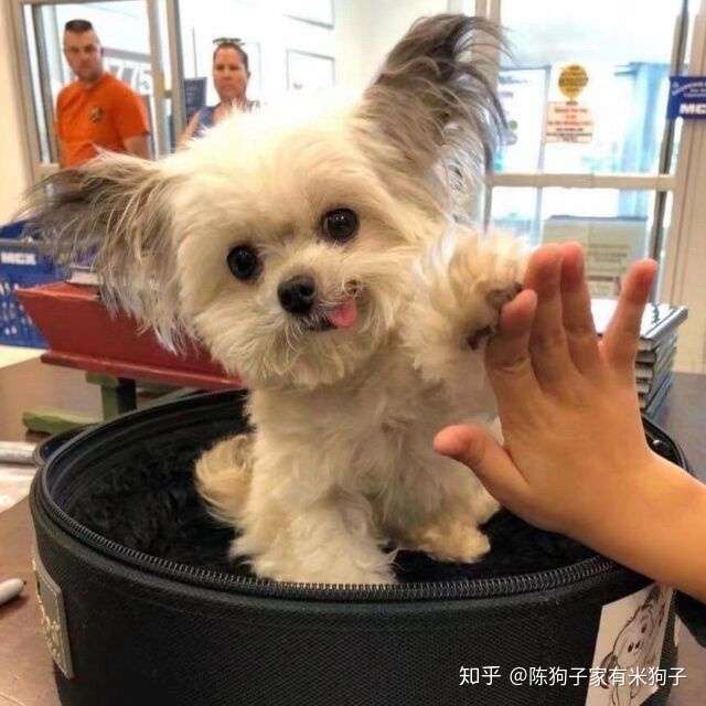 作为一个超爱狗狗头像的人 一定要回答一波!