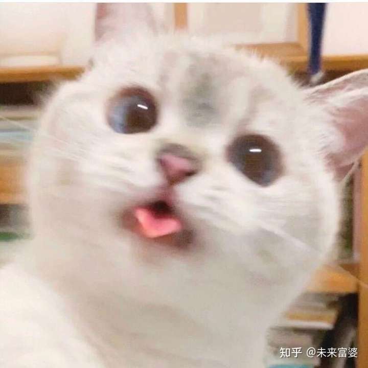 沙雕可爱小朋友还有小动物,看上去就让人觉得很亲近,也愿意多说几句话