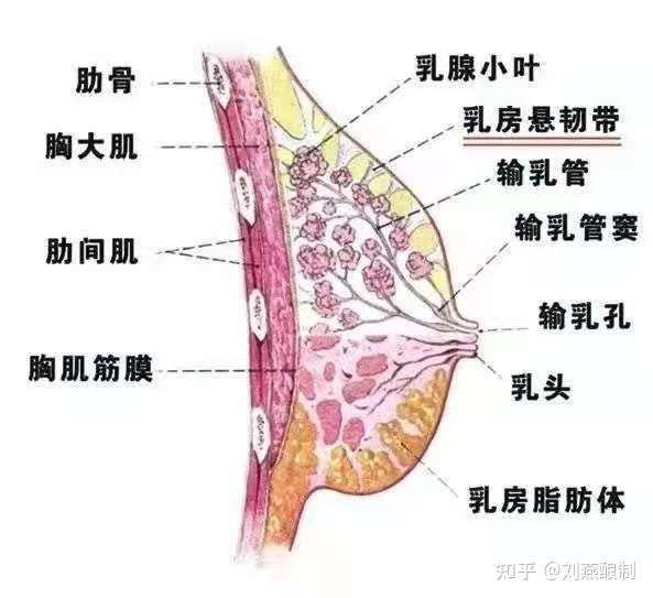 所以 决定胸部大小的主要是脂肪和雌性激素.