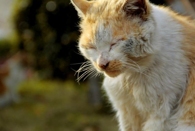 为什么越来越多的人相信猫吃人吃的东西就会死?