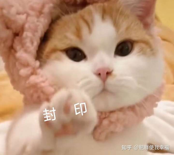 矮脚虎凸凸的两只猫