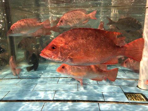 海南就有一种鱼它真的是又红又大,但是它不是鲤鱼,他叫红鳍笛鲷.