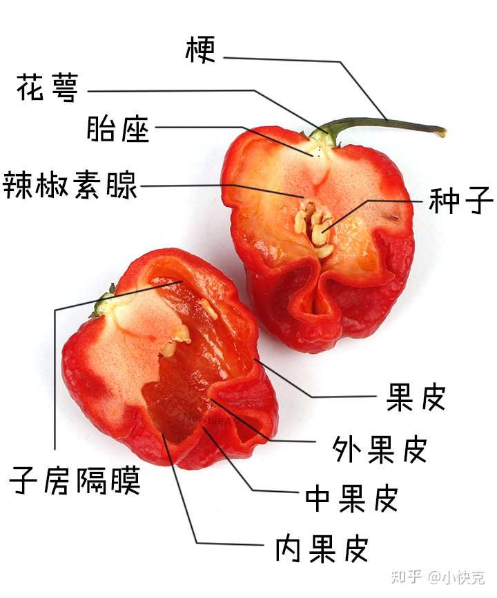 吃下一颗卡莱罗纳死神辣椒是一种怎么样的体验?