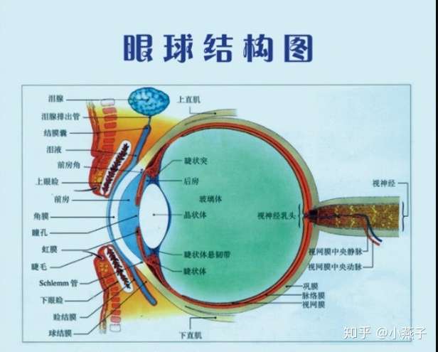 的路径图为: 角膜→前房水→瞳孔→后房水→晶状体→玻璃体→视网膜