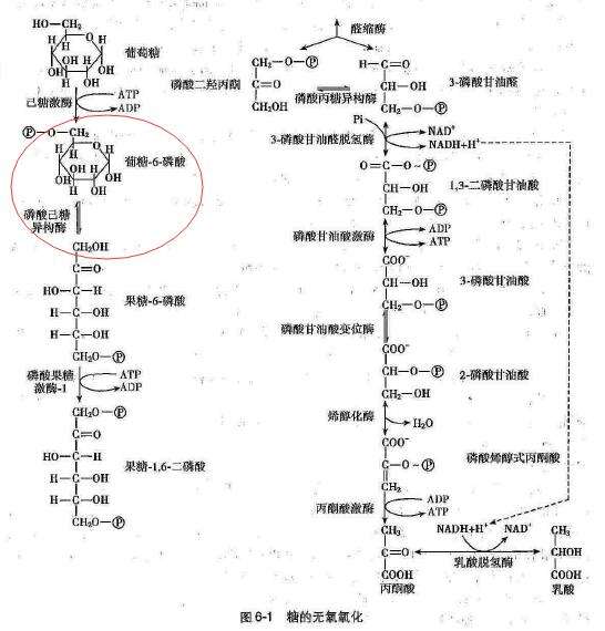 葡糖6磷酸在糖代谢中的地位?