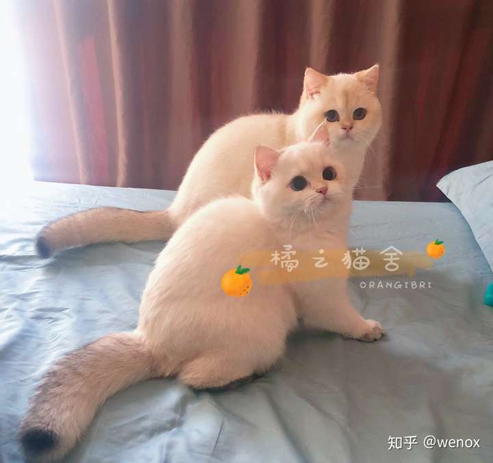 想知道这个是不是英短金点猫