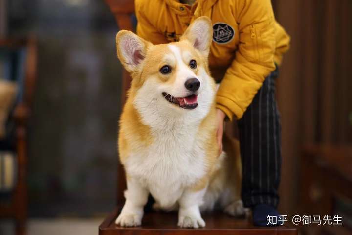 一只柯基幼犬多少钱?