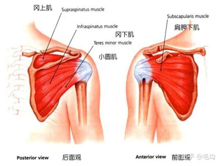 肩关节脱臼如何康复