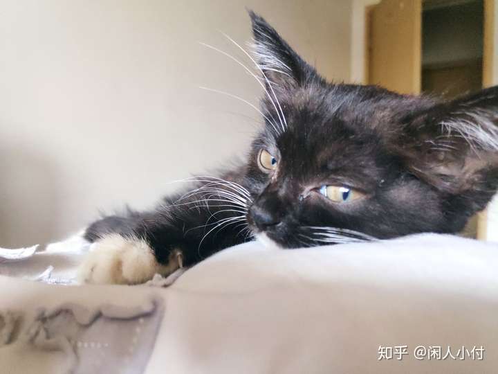 有人说猫咪是喂不熟的白眼狼,你怎么看?