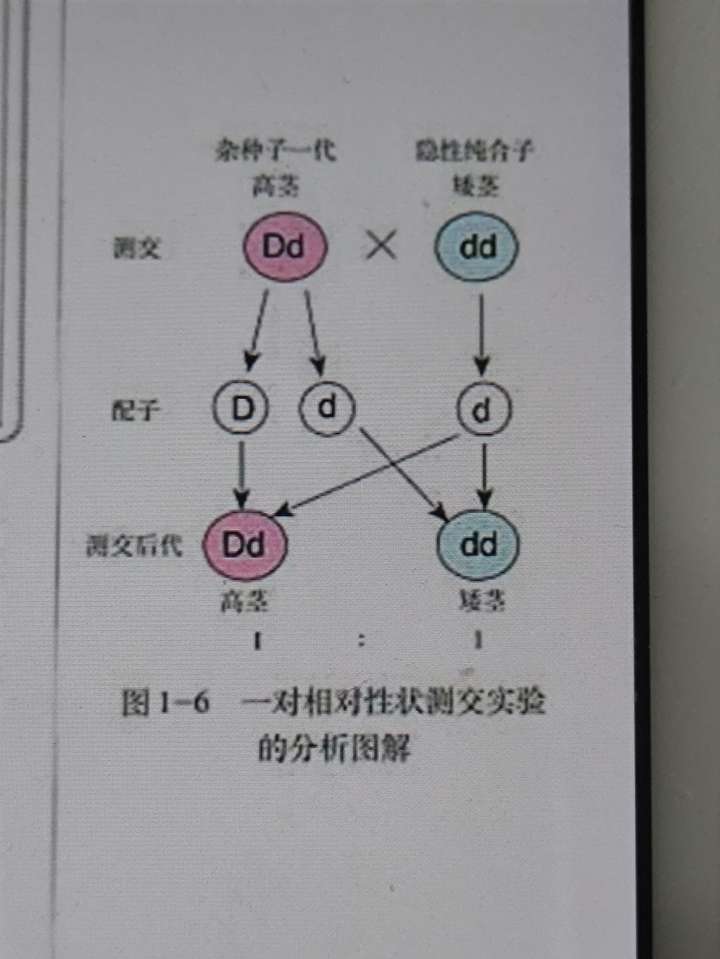 高中生物怎么规范书写遗传图解