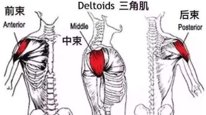 而 三角肌又被分为: 这个动作可以帮助你找到 肩部三角肌后束的发力