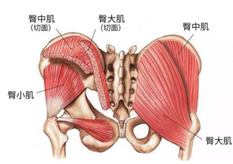 跑步时如何有效运用臀部肌肉