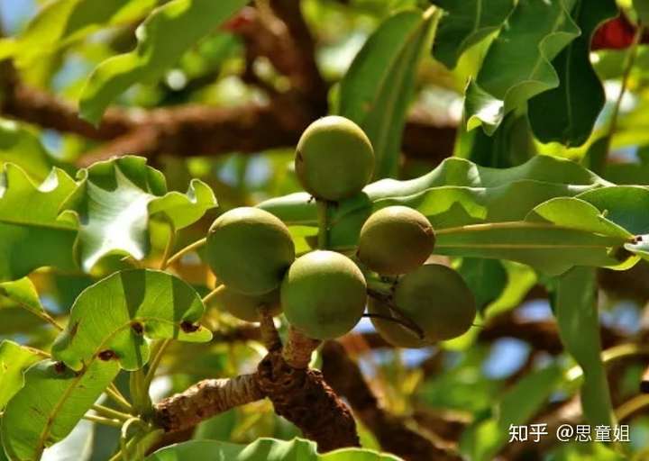 乳木果油是不是鳄梨油淘宝买oe乳木果油看图片两个好像啊