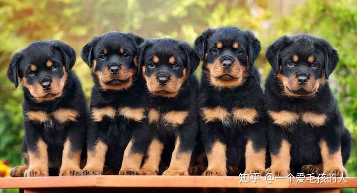 罗威纳犬是一种怎样的狗