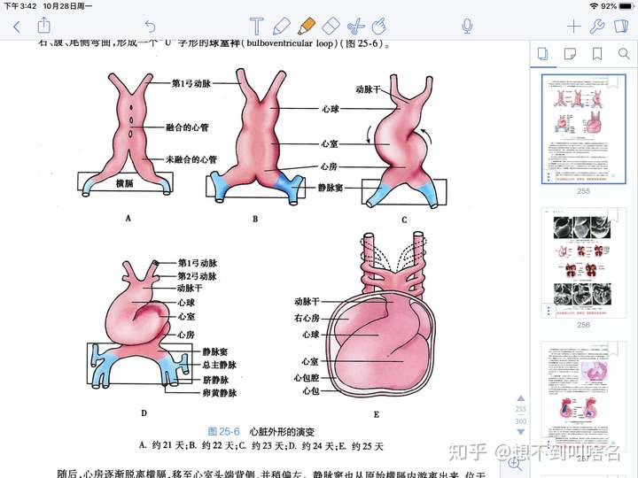 心脏的心底部是指哪里