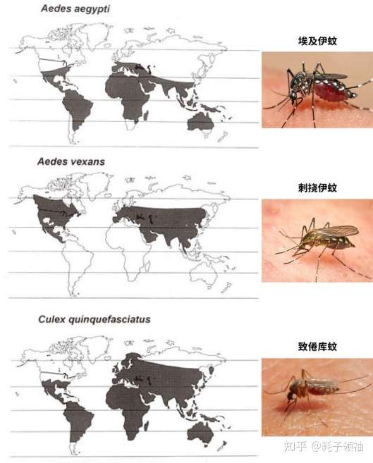 三种蚊子的世界分布