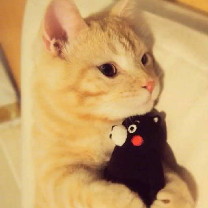 再来三张猫咪头像壁纸吧