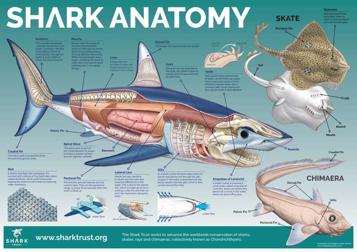 鲨鱼及部分软骨鱼的解剖图 来源见水印