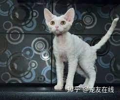 宠友在线世界10大高贵品种猫